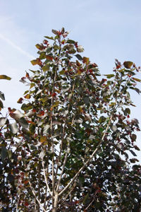 Picture of Populus